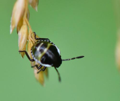Palomena sp.